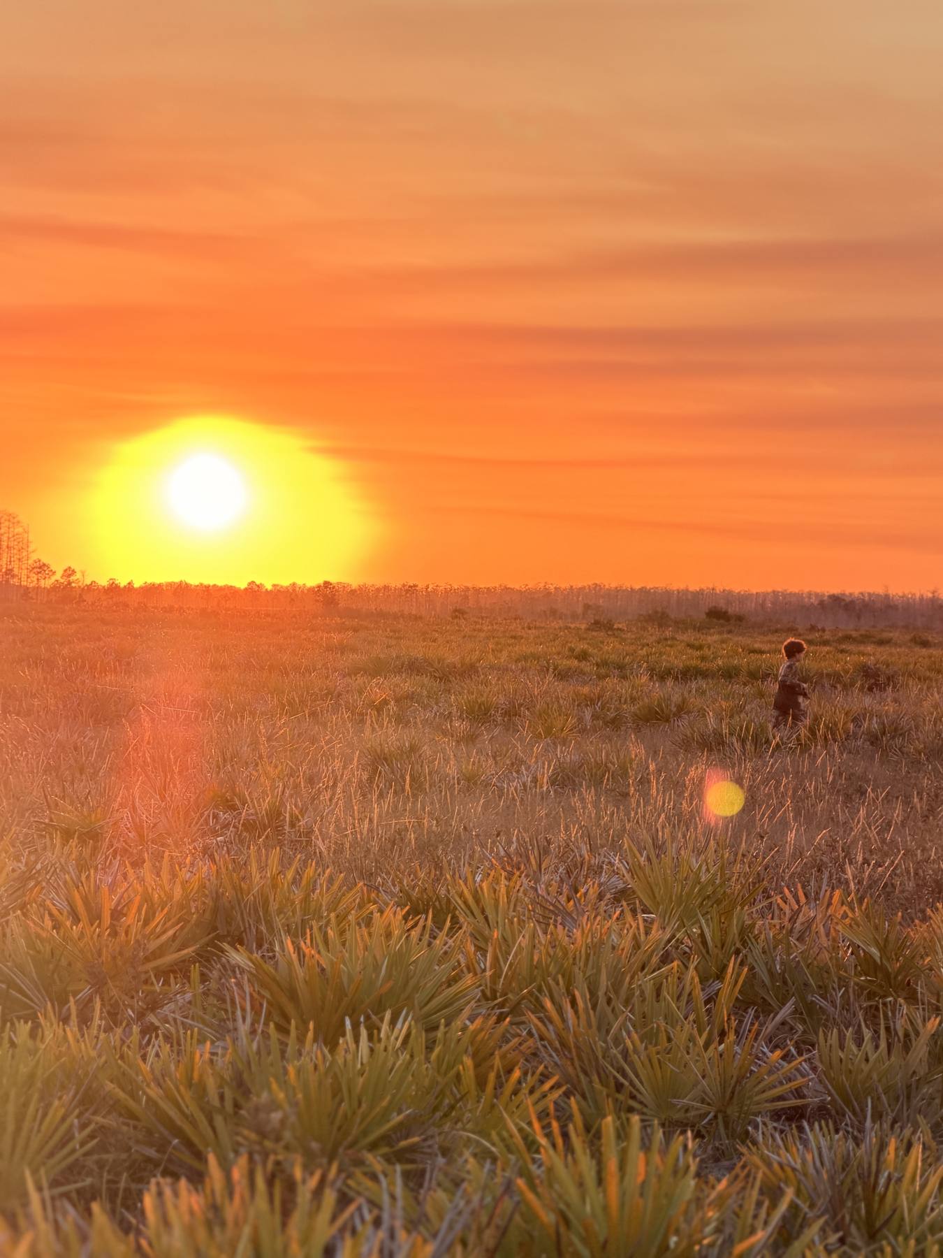 Pôr do sol alaranjado sobre um campo de palmeiras-anãs na Flórida, com um menino caminhando ao fundo